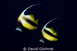 A pair of Red Sea Banner fish (Heniochus intermedius). by David Gilchrist 